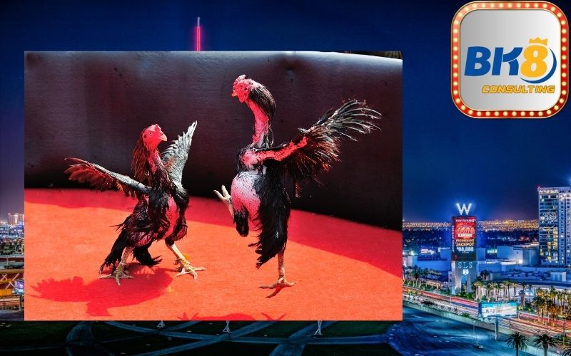 Đá Gà Cựa Sắt BK8