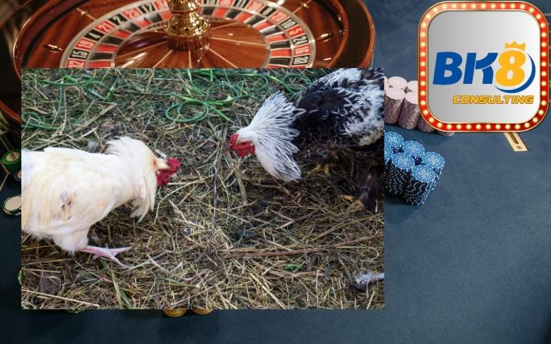 Đá Gà Philippines BK8