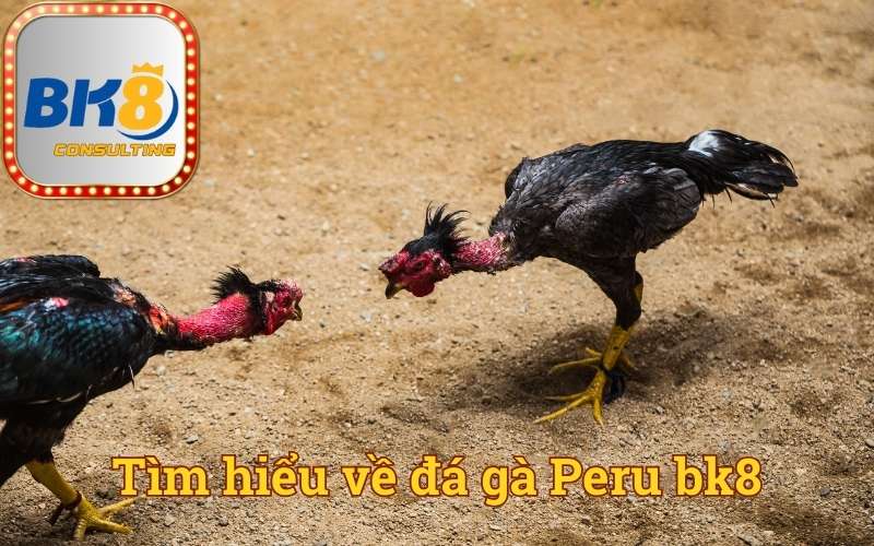 Tìm hiểu về đá gà Peru bk8